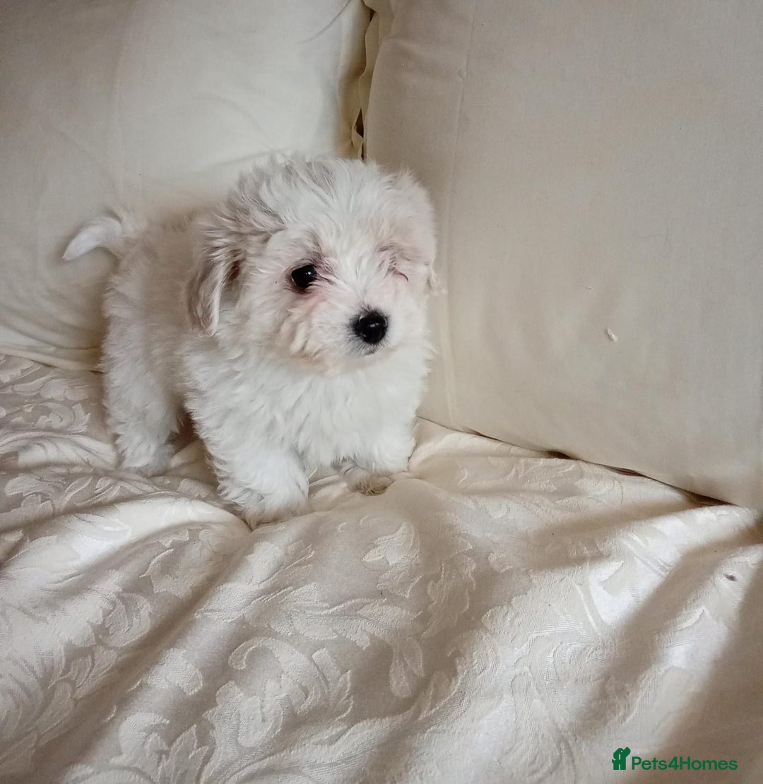 Maltipoo dogs for sale: Maltipoo puppies  - Advert 1