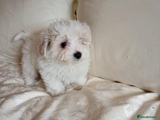 Maltipoo dogs Maltipoo puppies - Advert 1