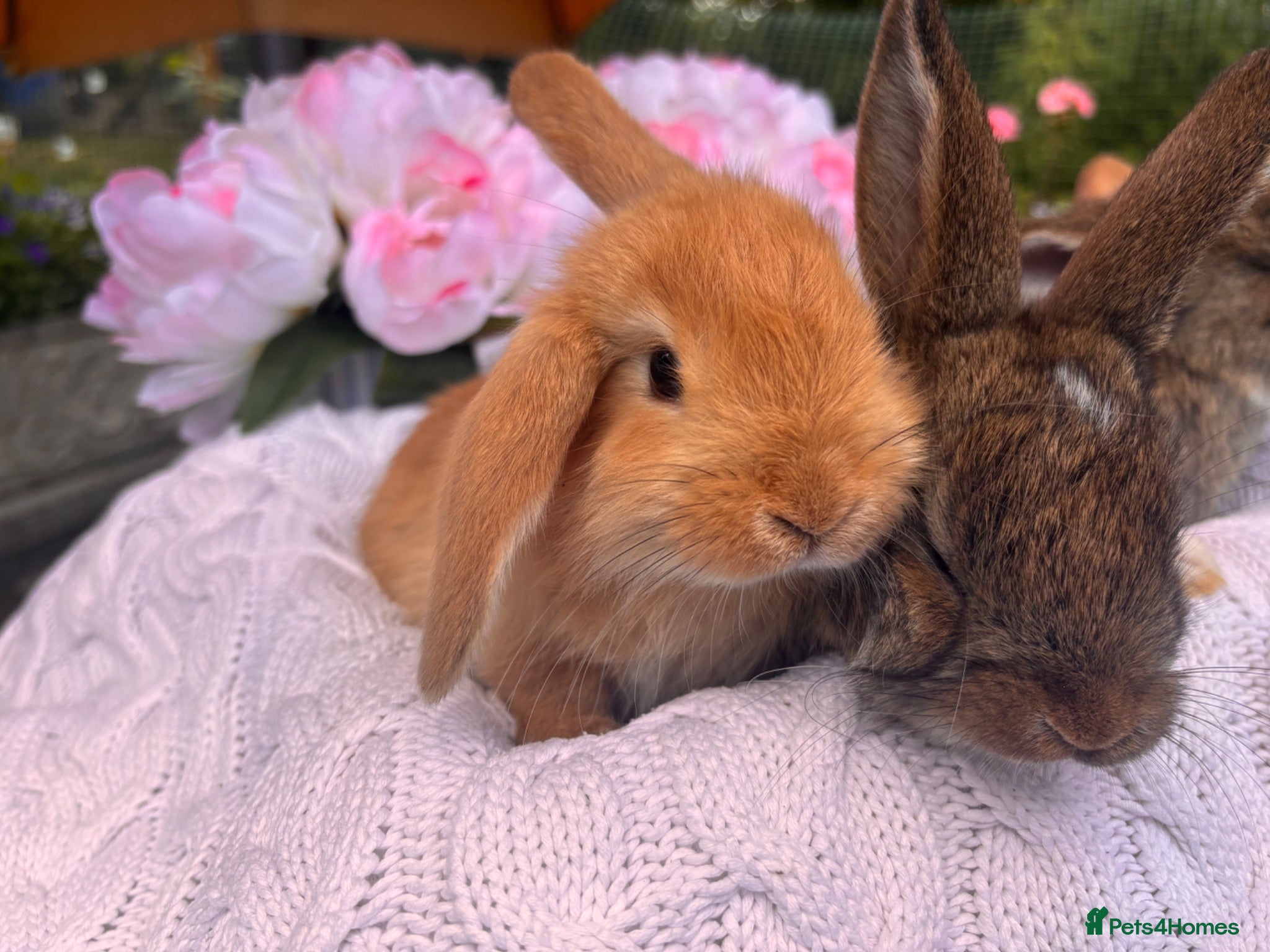 Mixed Breed rabbits 4 beautiful boys available  - Advert 4