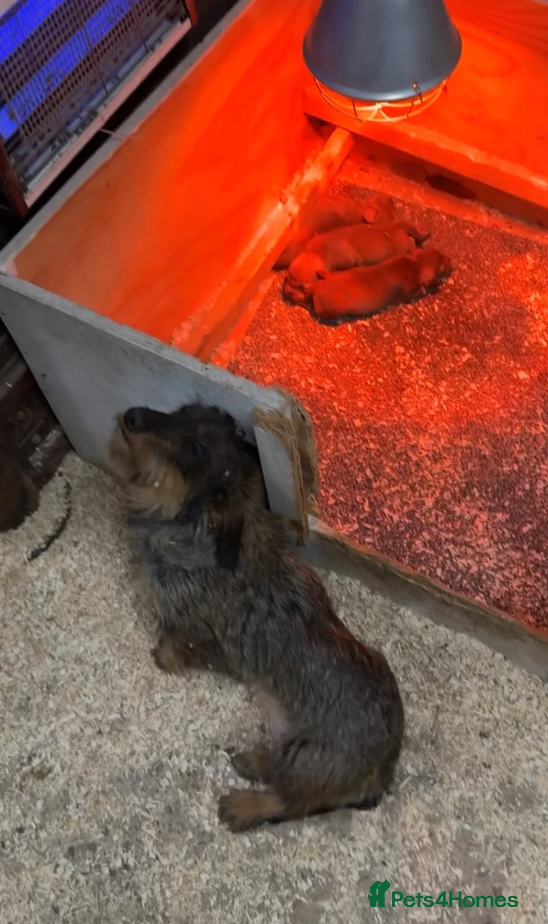 Dachshund dogs for sale: wirehaired dachshund teckels in Hartlepool - Advert 5