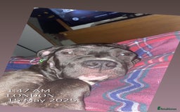 Mixed Breed dogs for sale: Randy  - Image 8