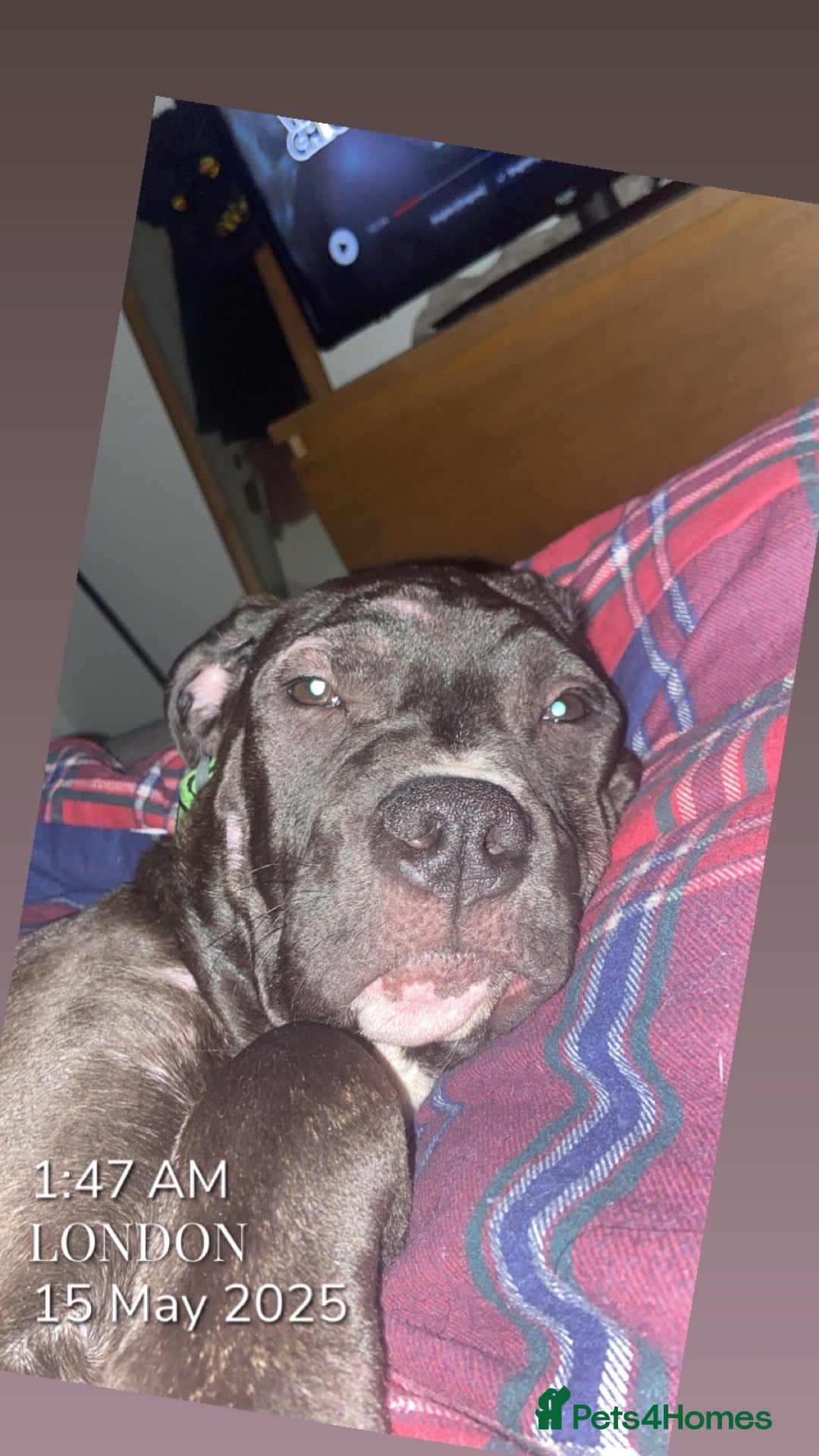 Mixed Breed dogs for sale: Randy  - Image 8