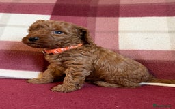 Labradoodle dogs for sale: Adorable Miniature Labradoodle F1bb Puppies🤩 - Image 15