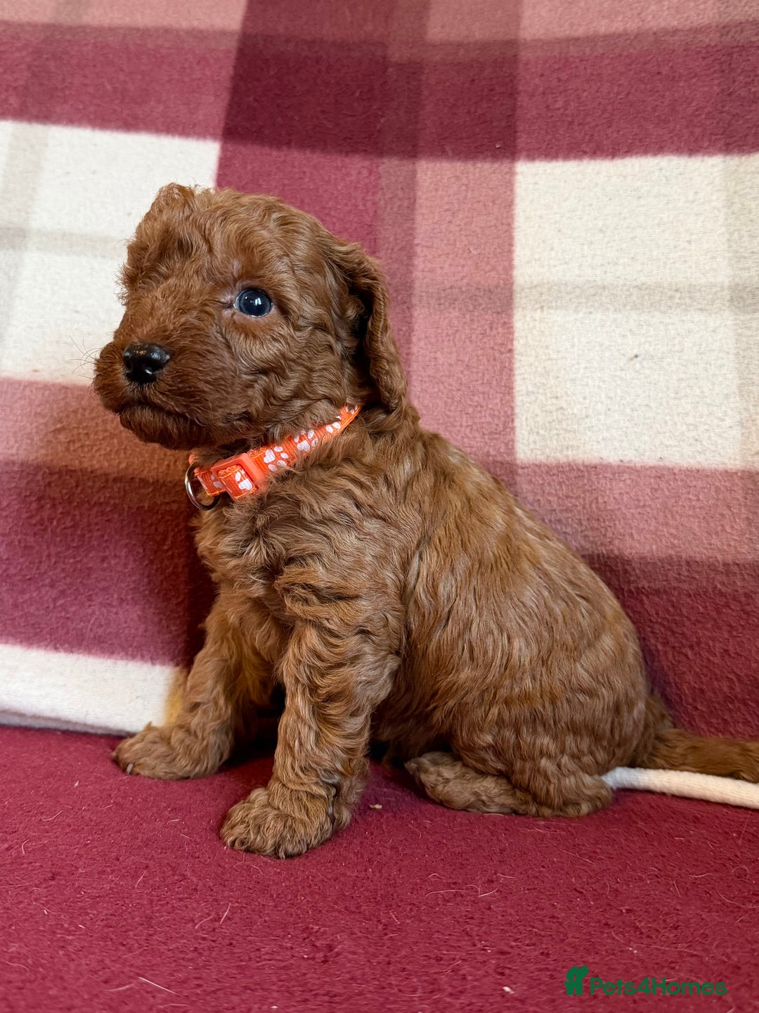 Labradoodle dogs for sale: Adorable Miniature Labradoodle F1bb Puppies🤩 - Image 15