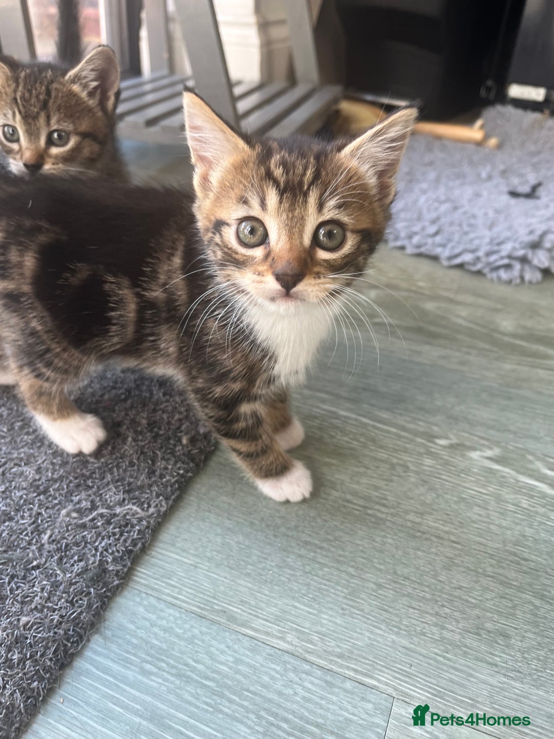 Bengal cats for sale: Bengal cross tabby’s  - Image 9