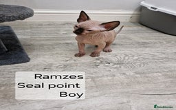Sphynx cats for sale: Quality canadian sphynx kittens HCM Tica - Image 4