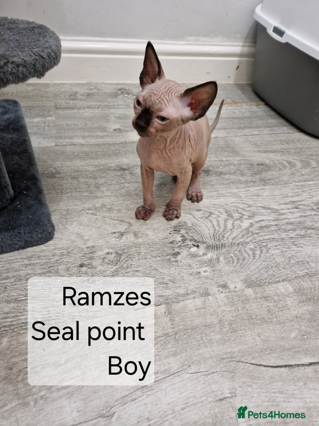 Sphynx cats for sale: Quality canadian sphynx kittens HCM Tica - Image 4
