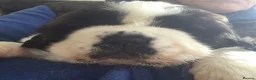 Saint Bernard dogs for sale: Rough Coated Pure St. Bernard  pups - Advert 9