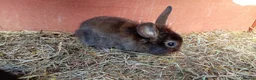 Mini Lion Lop rabbits for sale:  baby rabbits available now  - Advert 4