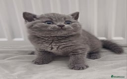 British Shorthair cats for sale: Ready now! Affectionate Black GCCF female - Image 4