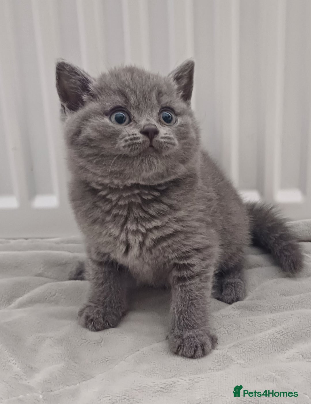 British Shorthair cats for sale: Ready now! Affectionate Black GCCF female - Image 4