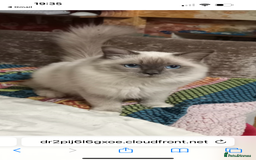 Ragdoll cats for sale: Beautiful Chunky Ragdoll Kitten For Sale - Image 1