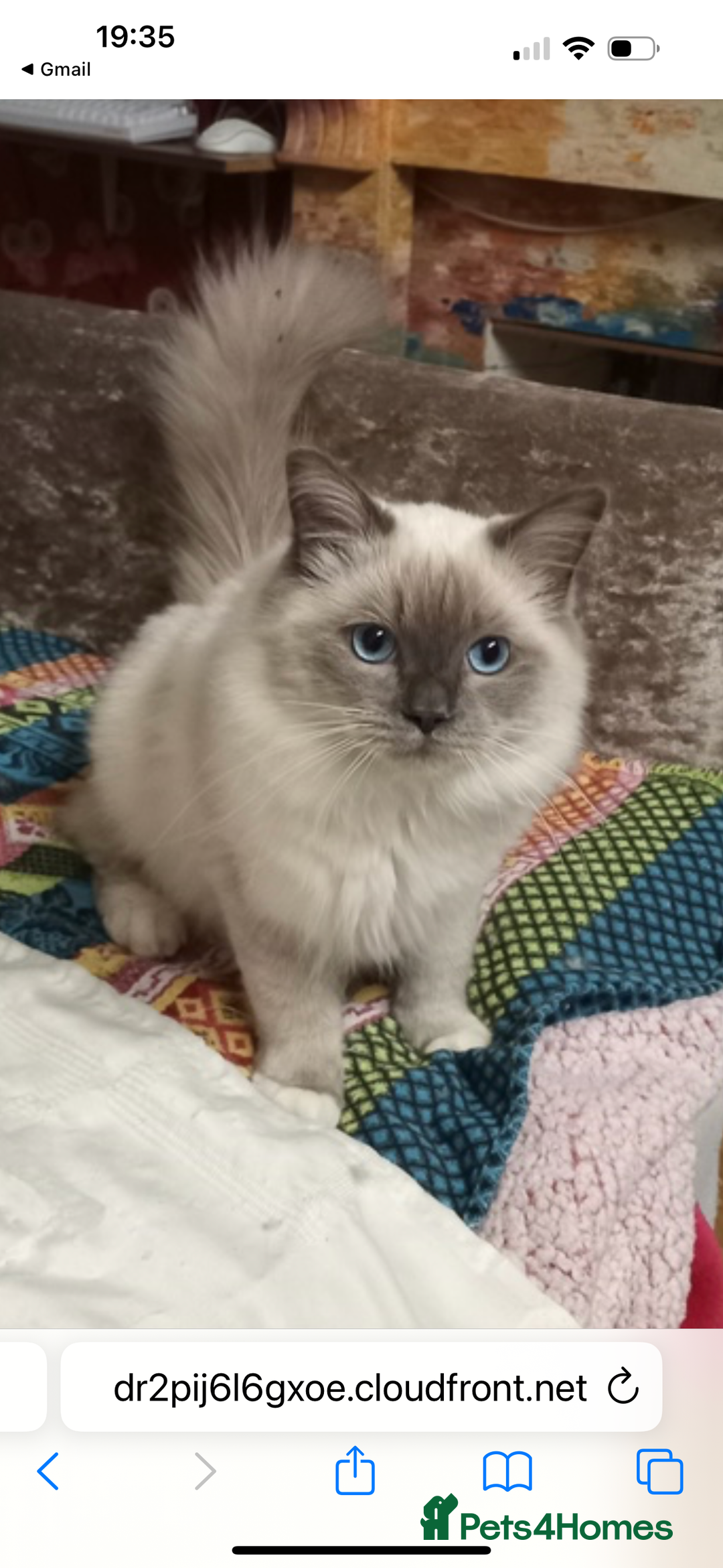 Ragdoll cats for sale: Beautiful Chunky Ragdoll Kitten For Sale - Image 1