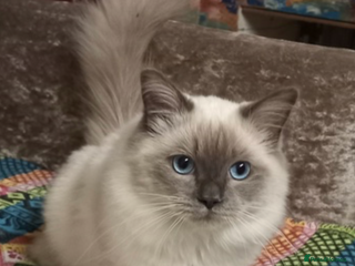 Ragdoll cats - Advert 7