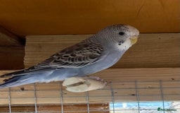 Budgerigars birds for sale: Beautiful baby budgies  - Image 7