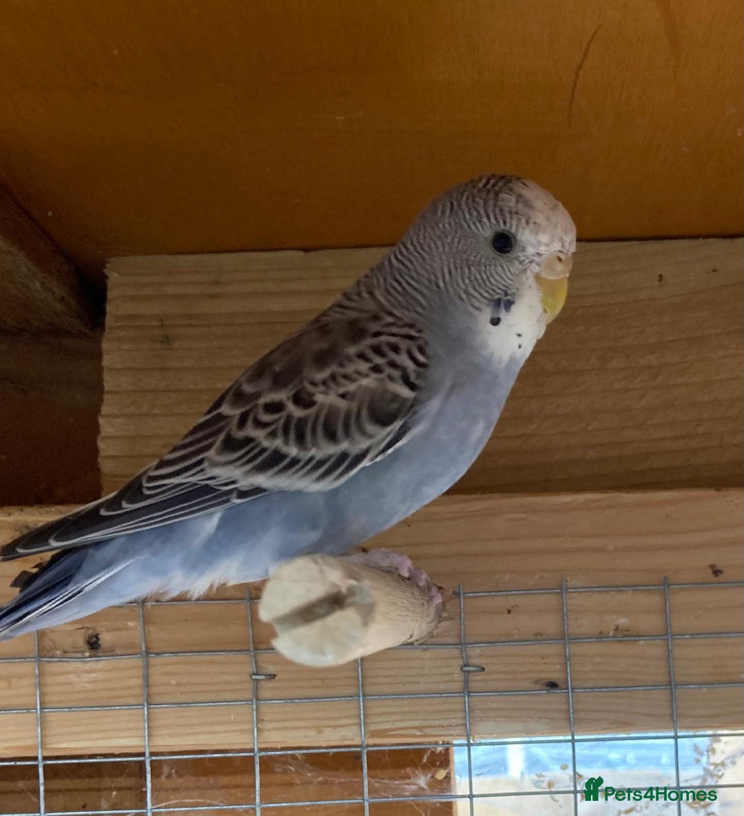 Budgerigars birds for sale: Beautiful baby budgies  - Image 7