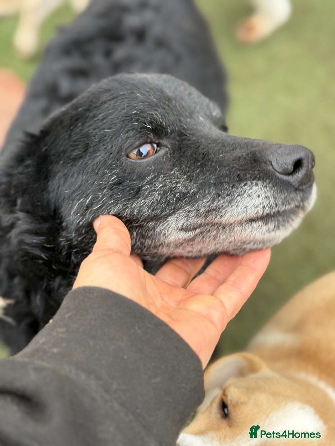 Mixed Breed dogs for adoption: Sweet Romeo Looking for LOVE - Advert 22