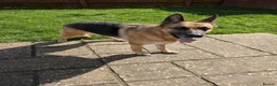 German Shepherd dogs for adoption: Amy - Stowmarket Suffolk  in Stowmarket - Advert 7