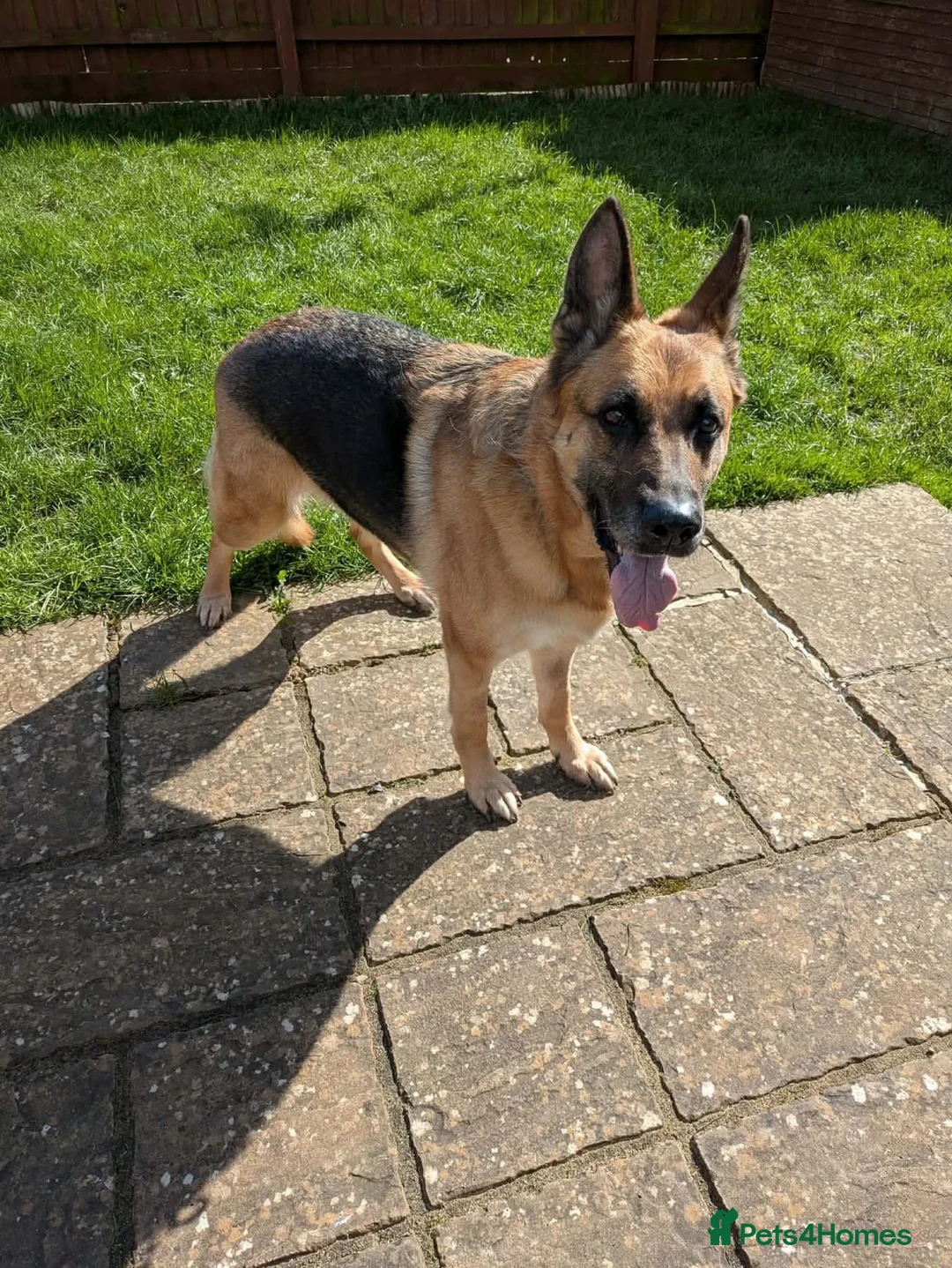 German Shepherd dogs for adoption: Amy - Stowmarket Suffolk  in Stowmarket - Advert 7