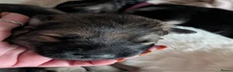 German Shepherd dogs for sale: 2 beautiful healthy German shepherd left - Advert 10