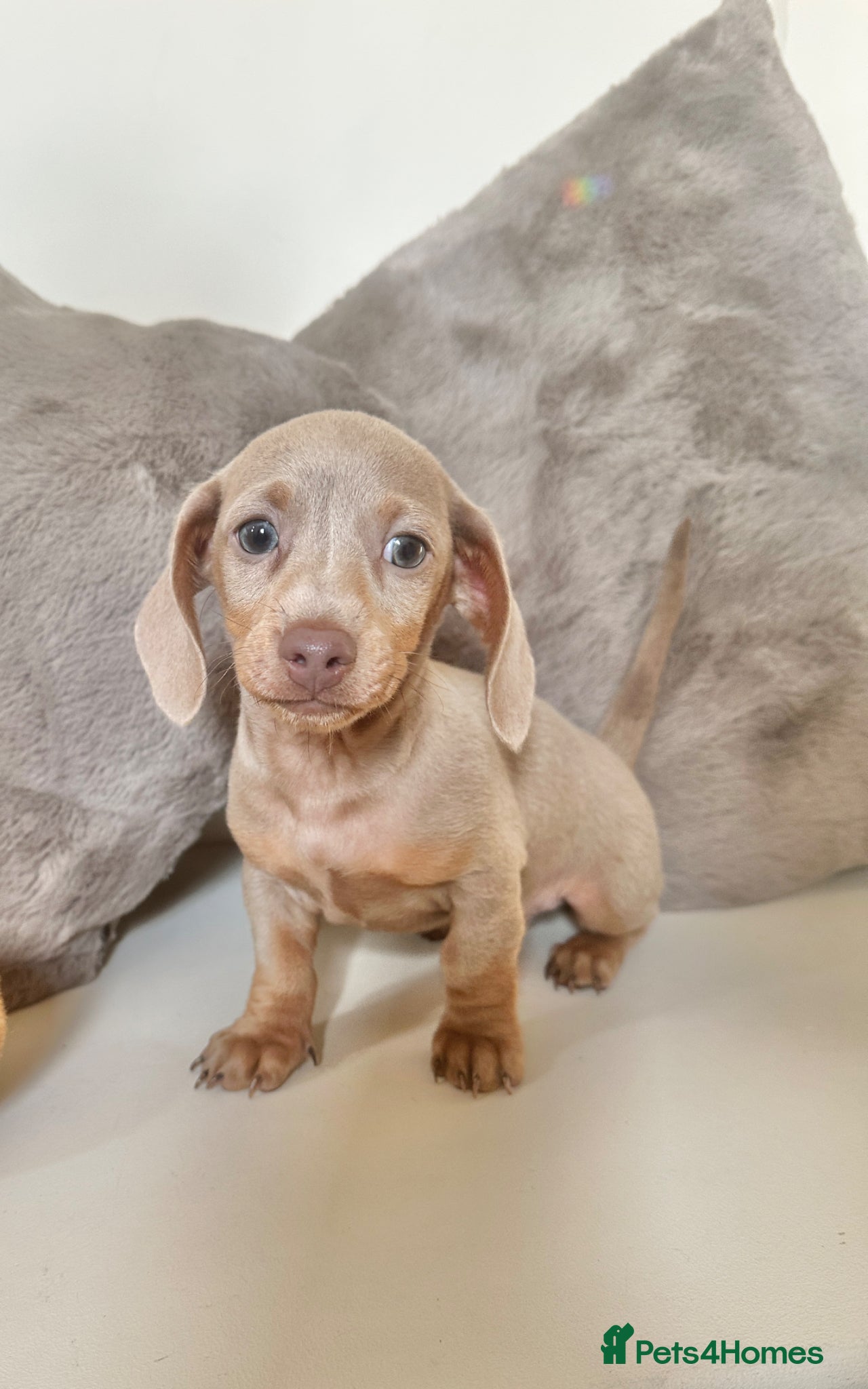 Miniature Dachshund dogs KC miniature dachshunds READY TO LEAVE last boy  - Advert 10