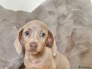 Miniature Dachshund dogs KC miniature dachshunds READY TO LEAVE last boy - Advert 10