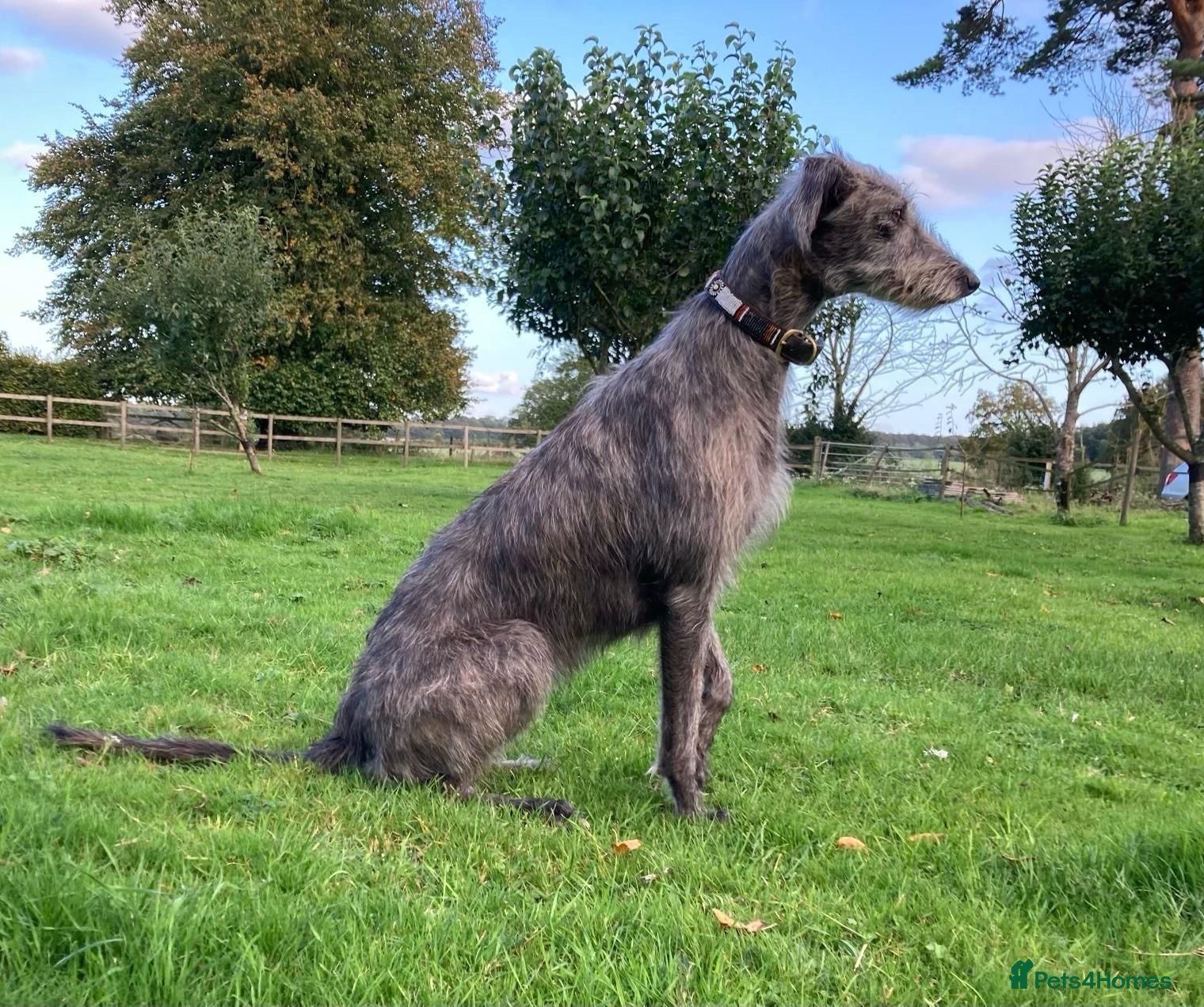 Mixed Breed dogs Bedlington whippet mix - Advert 1
