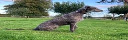 Mixed Breed dogs for sale: Bedlington whippet mix - Advert 2