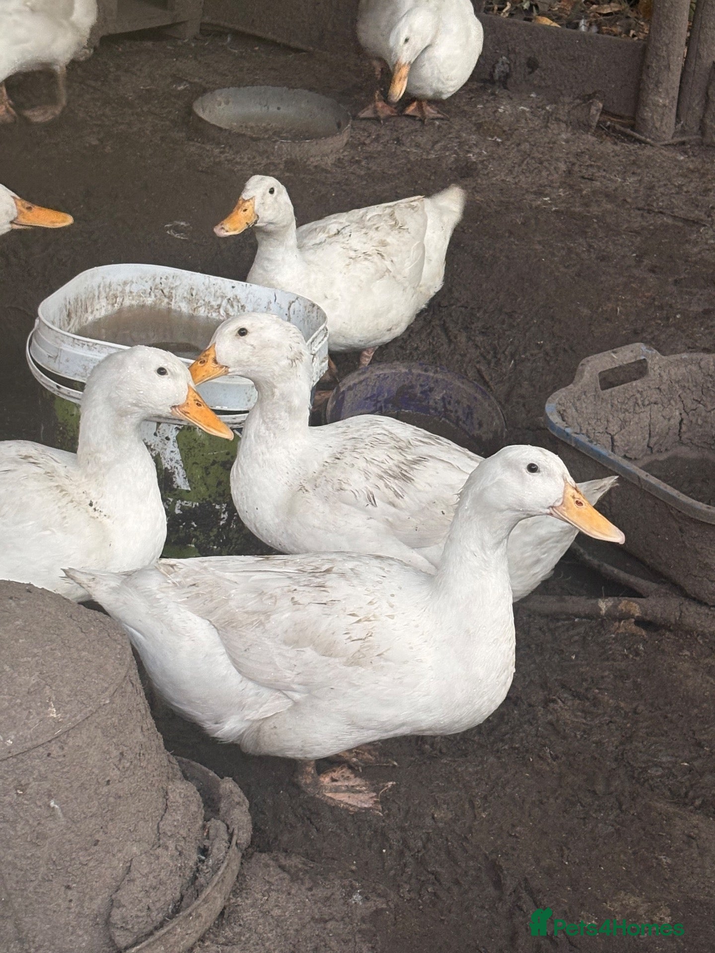 Ducks poultry Cherry valley duck trios - Advert 18