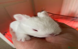 Netherland Dwarf rabbits for sale: Beautiful pure Netherland drawf baby bunnies  - Advert 5