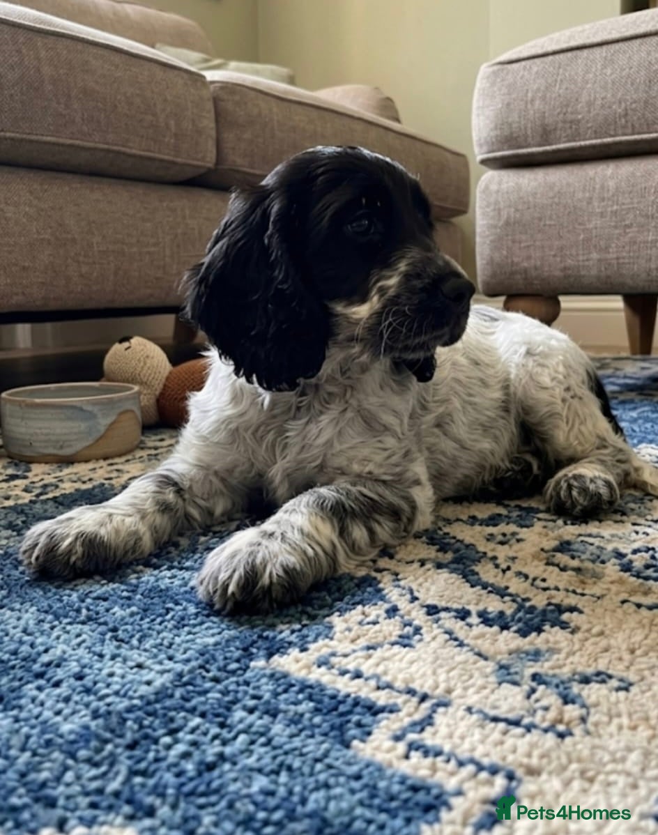 Cockapoo dogs Cockapoo puppies two girls available - Advert 2