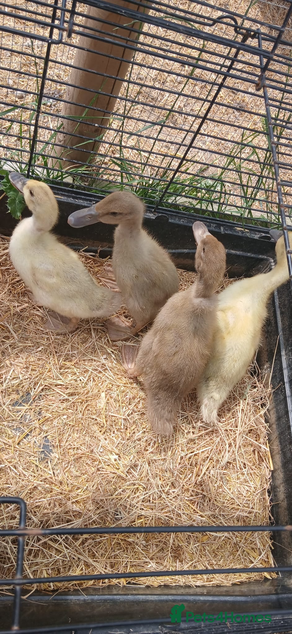Ducks poultry Beautiful welsh harlequin duck - Advert 14