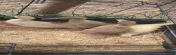 Ducks poultry for sale: Beautiful welsh harlequin duck - Advert 1