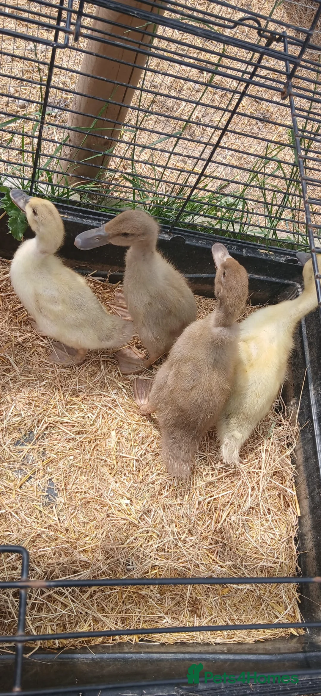 Ducks poultry for sale: Beautiful welsh harlequin duck - Advert 1