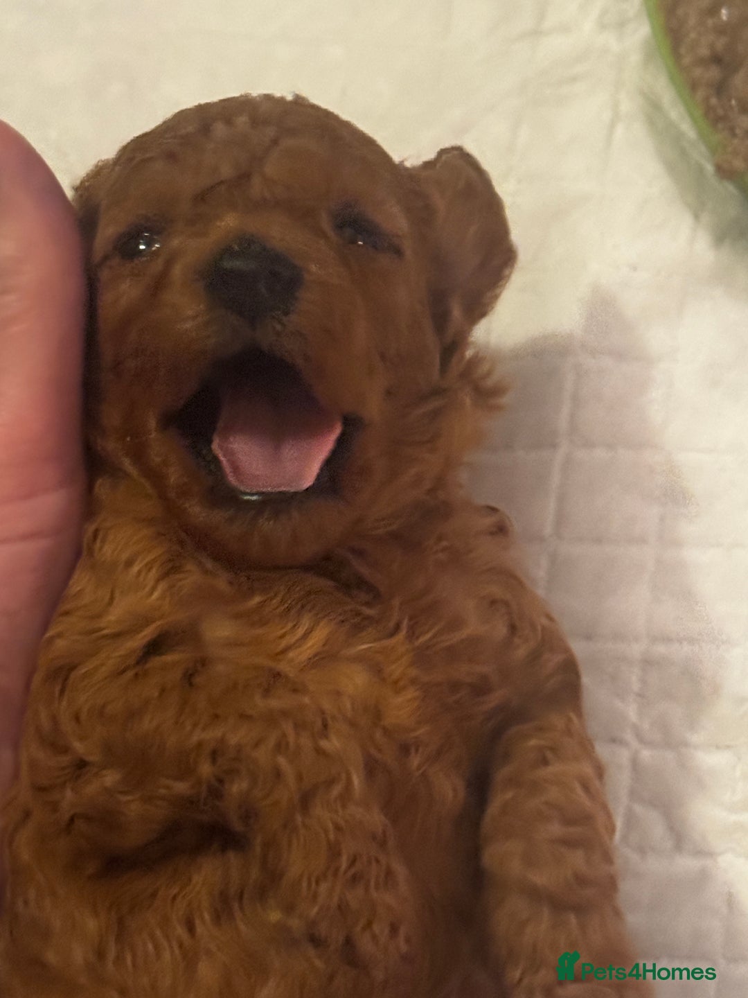 Miniature Poodle dogs for sale: KC Miniature Poodles- Bred for your family…   - Advert 15