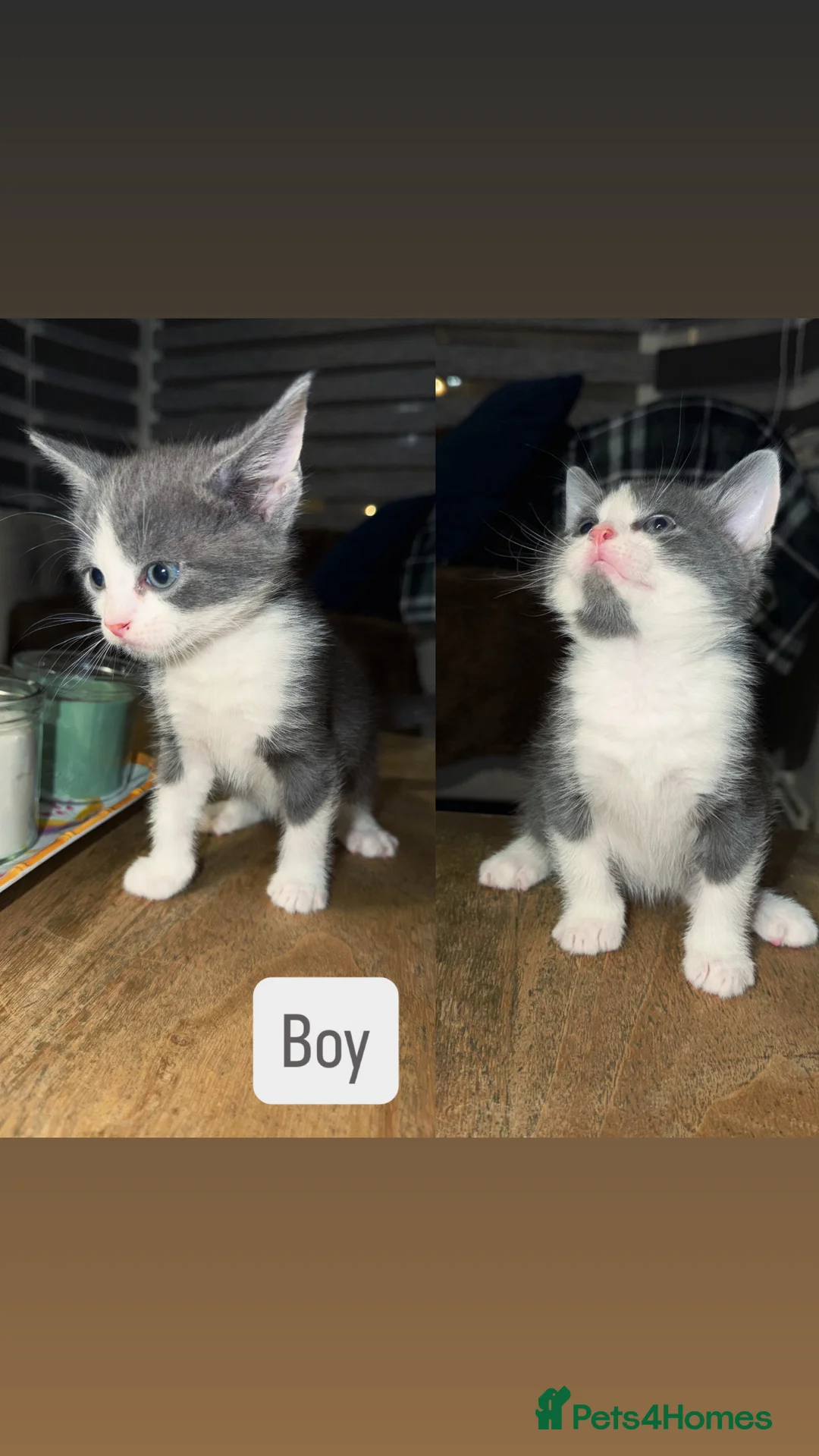 Mixed Breed cats for sale: Kittens - Advert 1