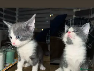 Mixed Breed cats Kittens - Advert 2