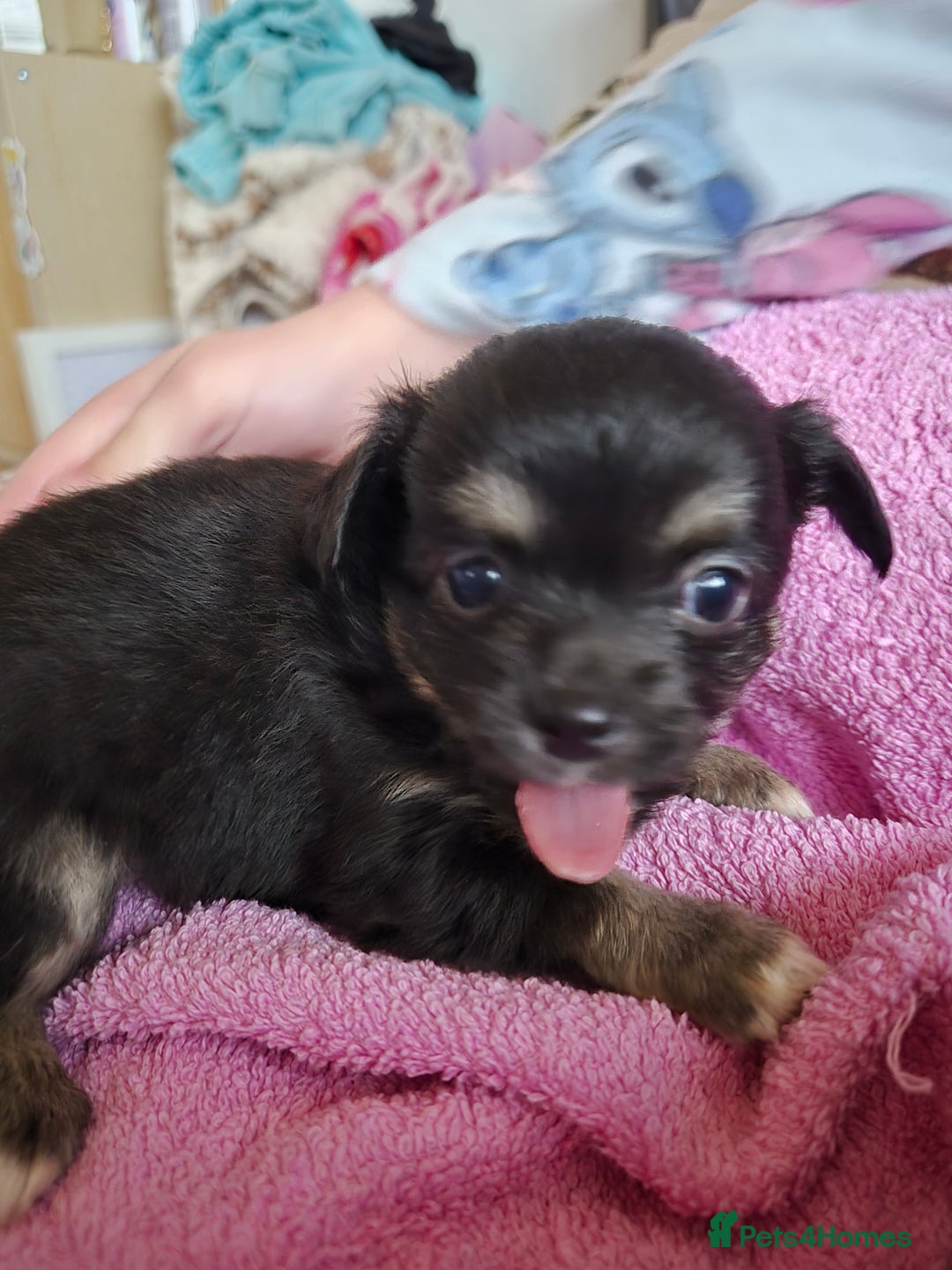 Chihuahua dogs for sale: Beautiful chihuahua puppies  - Advert 9