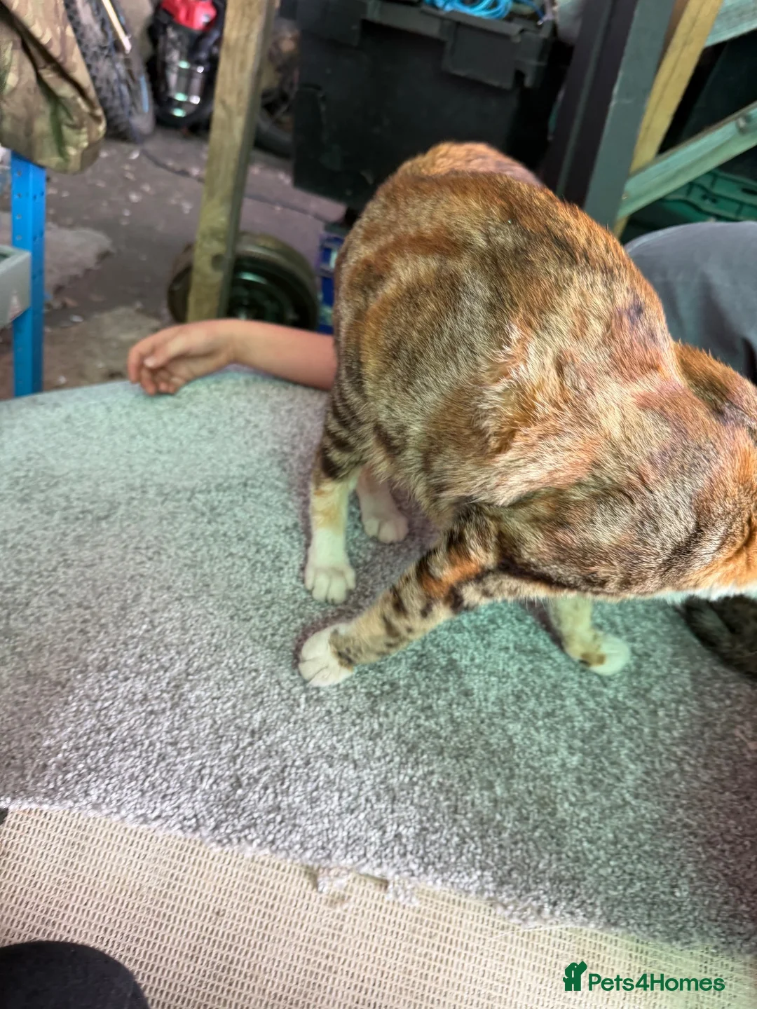 Mixed Breed cats for sale: Benghal cross - Advert 20