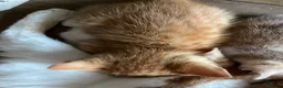 Mixed Breed cats for sale:  mixed litter of playful kittens. - Advert 2