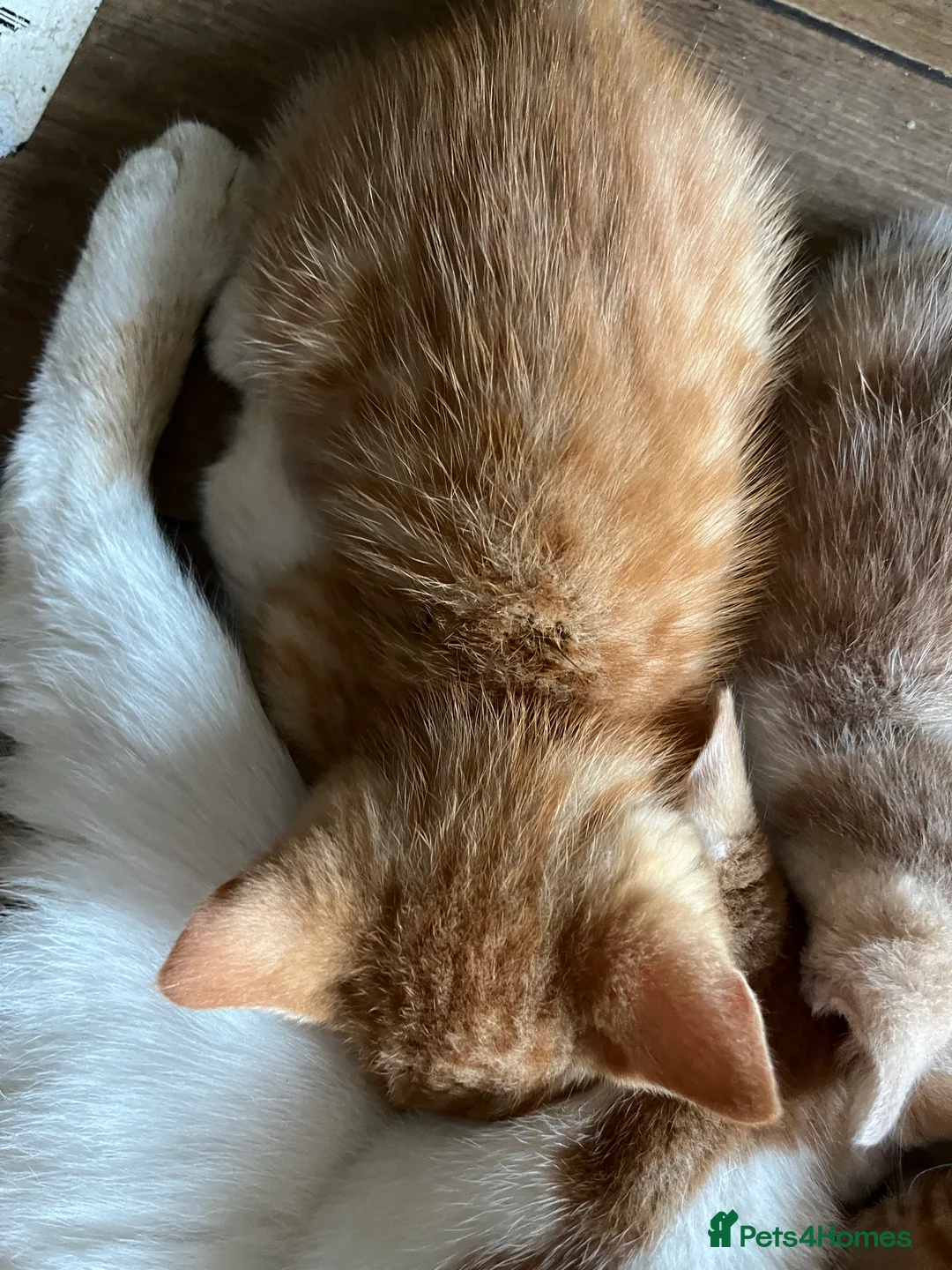 Mixed Breed cats for sale:  mixed litter of playful kittens. - Advert 2