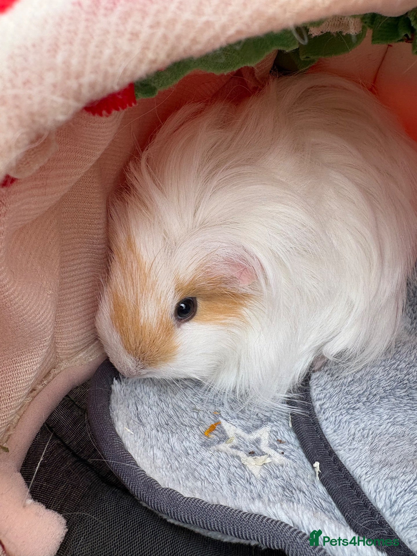 Guinea Pig rodents Three girl guinea pigs bonded  - Advert 1