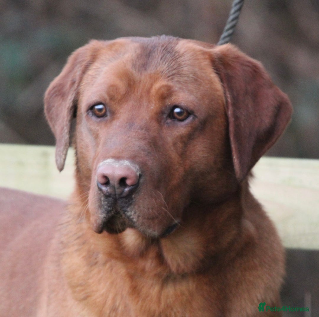 Labrador Retriever dogs for sale: QUALITY LITTER OF DARK FOX RED LABRADOR PUPPIES - Advert 4