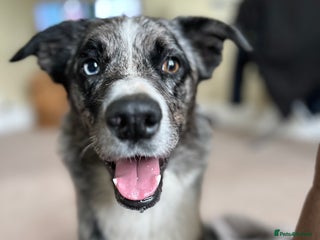 Border Collie dogs in Moffat - Advert 1