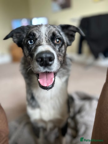 Border Collie dogs Tuc for Stud in Moffat - Advert 1