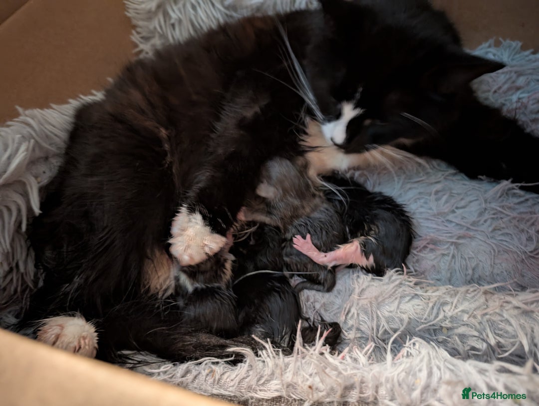 Mixed Breed cats for sale: 5 Kittens - Black, White, and Grey - Image 1