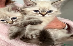 Ragdoll cats for sale: Ragdoll blue lynx ready now  - Image 14