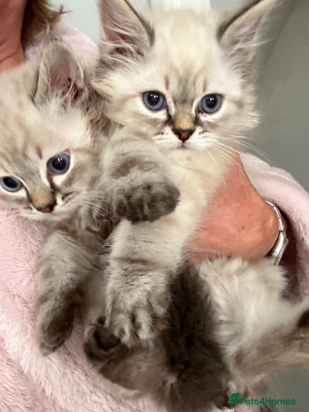 Ragdoll cats for sale: Ragdoll blue lynx ready now  - Image 14