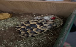 Tortoise reptiles for sale: Mediterranean Spur Thighed  - Advert 7
