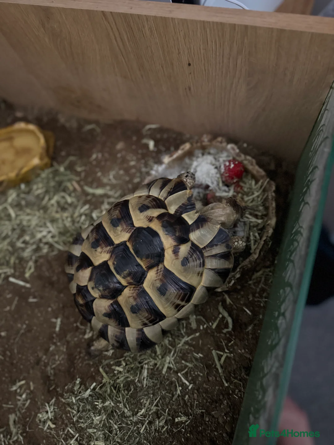 Tortoise reptiles for sale: Mediterranean Spur Thighed  - Advert 7